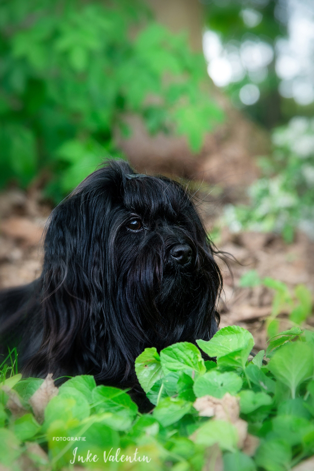 INTERNET7226-TierFotografieInkeValentin